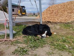 牧場に犬が