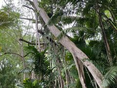 こんなにたくさんの植物が見られる植物園が無料で入れるなんて、いい国だ～