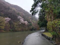 嵐山はあいにくの雨。でもそのためかすこしすいてました。
桜もきれい