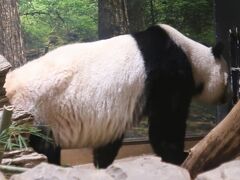 上野-2　上野動物園b  　　　39/　　8