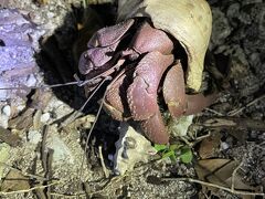 夜は生き物観察

オカヤドカリ