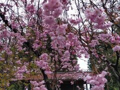 車折神社はしだれの桜が満開でした。