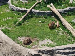 サル山。ニホンザルです。