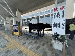 空港には牛突きの横綱牛が「出張」してきていました。