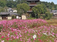 　「法起寺前」でバスを降りて畦道を少し歩くと、コスモス畑の向こうに世界遺産の三重塔が見えてきました。