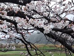 13:25着 トロッコ亀岡着で周辺も桜が満開