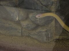 岩国シロヘビの館でシロヘビ見学しました。
館内は広くはないです。生きたシロヘビを見ることができるのが魅力的です。

暑い夏に訪問したのでとても涼しく天国でした。