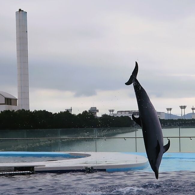 宇多津-3 四国水族館c マダライルカ Performance-Time ☆舞い上がる姿