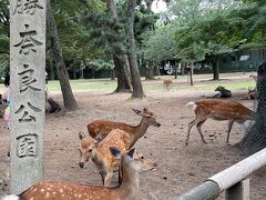 奈良公園は、美しい芝生と松木立などの豊かな自然が調和した公園。