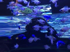 大分マリーンパレス水族館「うみたまご」