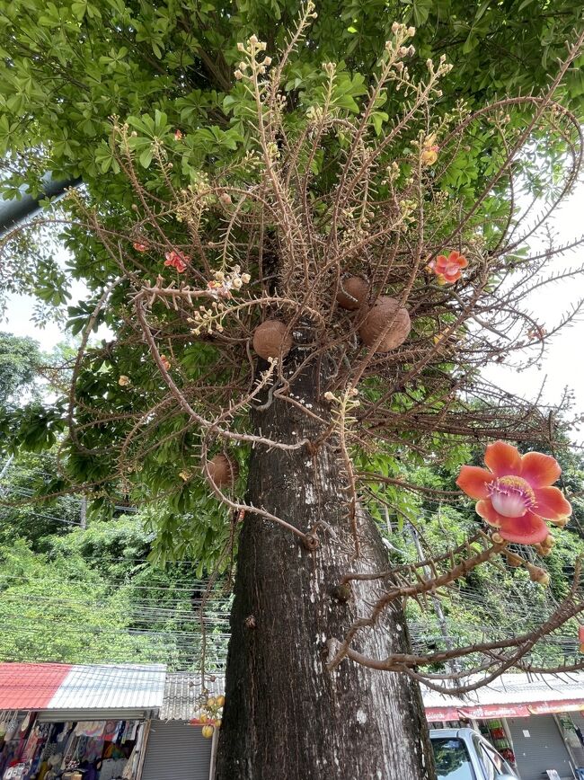 日本で見たことない