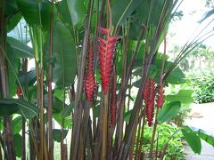 温室のみごろ植物 第1位が、ヘリコニア各種となっていて、
2014年1月11日 Heliconia を Singapore Botanic Gardens で面白い形をした植物があるものだなと見たのを懐かしく思い出した。