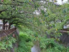 三沢川の両岸には1.3ｋｍの桜並木があります。