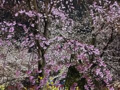 平野神社での夜桜