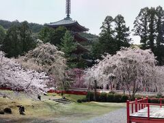 醍醐寺といえば桜。開門前からならびました。
