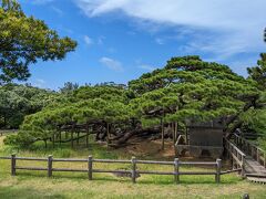 五枝の松

五枝の松は高さ6m、幹回りが4.3m、枝が地面を覆う面積は250㎡にも及ぶそうです。
なんと18世紀初頭に植えられて現在に至るそうです。

18世紀初頭…。
1700年代？　てことは300年を超えているんですね…。