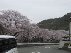 先ほど電車の中から眺めた線路沿いの桜並木を、今度は線路沿いの幹線道路から眺めてみます。
