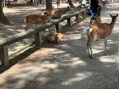 バス停は奈良公園に面しているので、鹿さんたちもたくさんいます。
朝だったので、鹿せんべいを道行く観光客にねだってました。