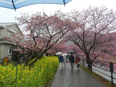 黄色の菜の花とのコラボもかわいらしかったです。
桜を満喫した後はランチ。道の駅開国下田みなとを目指します。