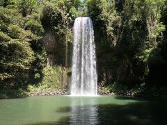 ミラミラの滝　(millaa millaa falls)

約18mの高さから流れるミラミラ滝。
滝の向こう側まで泳げます。
