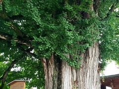飛騨国分寺の大銀杏。
有名だそうです。
とても立派な木。
こういうものの一部に生まれ変わりたい。
大きな木って、一つの生命ではなくて、複数のなにかが集まってできている気がする。

ラテン言語を話すカップル？ご夫婦？が、お寺を見ながら写真を撮ったりしていたので、適当に日本語で、二人で撮ってあげるよ！フォト！と言って、撮影してあげる。
日本になんてもう来ないかもしれないじゃない。

ついでにお賽銭をいれてお参りのデモンストレーションもしてみた。
今日の私はサービス精神の塊である。
カップルの女の子が可愛かったというのもある。