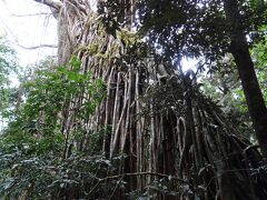 この旅　二度目
オーストラリアで最大級のイチジク樹です。
親木に鳥によって運ばれたイチジクの実が着生し、寄生したイチジクが根を垂らしながら成長し、やがて親木を絞め殺してしまうことからこのような名前がついています。

