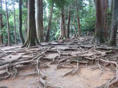木根の道という表示がある場所に来ました。
確かに木の根っこで覆われた道です。