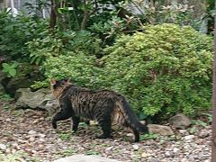 八幡坂を自転車でスイスイ登り、船魂神社に来ました。
猫がいます。

昨日、この近くを通った時、青年たちが「昔、修学旅行でこの神社で水みくじやったんだー！」「へぇ～、行って見よう！」などと言い、ひょいひょいと坂を登って行くのを見て、水みくじ、京都の貴船神社でやったな、またやってみたいな！と思ったのですが、
見上げる坂は急すぎて、とても登る気力はなくあきらめていたのです。

今日は、電動アシスト自転車のおかげで来ることが出来ました。