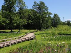 深大寺反対側には昔　お城があった。
そこは今は水生植物園になってます。
