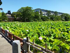 続いて千秋公園へ。蓮が茂っていて緑の絨毯のよう。