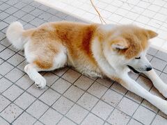 お昼ご飯を食べた田沢湖共栄パレスの看板犬、秋田犬のそらくん。