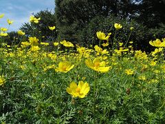 砂川口から歩いて10分弱で花の丘のコスモス畑です！