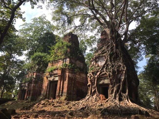 コーケーで保存状態が一番良いプラサットプラム