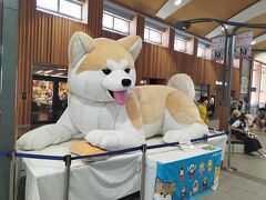 秋田駅の改札前に鎮座する巨大秋田犬。

ここから12:40発の特急つがる3号に乗って、４つめの都市・青森県の弘前市へ向かう。