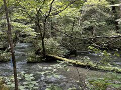 倒れた木に新たな生命が棲みついて美しい