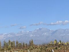 葡萄畑のすぐ向こうにはどでかいアンデス山脈！