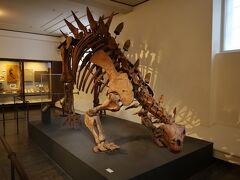 展示の方なのですが、恐竜はこちらのみ！
ステゴサウルスですね！
というか、スウェーデンで恐竜の化石とか出るんでしょうかね。
あんまり調べたことないけど、ストックホルムの自然歴史博物館にいるティラノサウルス“ブラックビューティー”も原産はアメリカですしね…