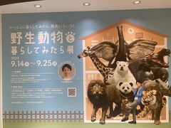 ＜9月某日＞
高島屋でやってた「野生動物と暮らしてみたら展」を通りすがりに見に来ました。もちろんの株主優待で( *´艸｀)

すべて写真撮影OKでした。

