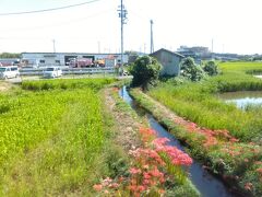 備前原を出ると、もうすぐ法界院。
実りの秋。
稲が実るほどに、赤い彼岸花も増えて参ります。