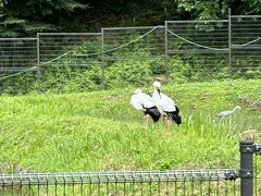 そばを食べた後はコウノトリの郷公園へ。
出石からコウノトリの郷公園へは長閑な田園風景が広がっていた。荒れた休耕田が見当たらずコウノトリ生息地保全の取り組みが行われているのだと実感した。

クラッタリングが響く中、アオサギがちゃっかりゲージを利用していた。
サギにとって住みやすい環境なのだろう。

メモ
かつてコウノトリは日本各地に生息していたが、乱獲や河川改修による湿地の消滅などのため昭和46年に絶滅した。
昭和60年に旧ソ連から送られた同種の野生コウノトリの幼鳥のうち２羽がペアになり雛が誕生した。