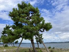 北陸たび、帰る日になって天気は回復。松の木越しに青空。