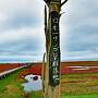 能取湖とワッカ原生花園で眺めたサンゴ草の紅葉：　異常気象の年、北海道に秋を探して　（２）