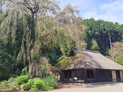 高麗家住宅は高麗神社の神職を代々務めてきた旧家で、１７世紀のものだそうです。
しだれ桜が咲いている時に来たいと思いながら、タイミングが合いません。