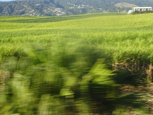 （車窓風景）さとうきび畑（７－１２月収穫）モーリシャスはさとうきびは止めた。輸出作物の半分がサトウキビです。労働者は１万人です。肉類は輸入　ガソリンは輸入（値段は統一されている。）２０％は水力　７０％は火力　物価は高く、本国と同じですが、福祉・学校は整備されている。サッカーが盛ん。サンドニはポルトガル人が発見したが、その後、オランダ人も来たが、定住しなかった。１７Cにフランス人が来て「サン・ドニ」は成人の名前です。失業率は３０％。雇用は本国と同じで、辞めさせにくい。若い人の職が少ない。東は湿。西は乾燥。<br />１年中、泳げる。山・川・海も楽しめる。１００ｋｍ以上のハイキングコースもあります。パリとレユニオンのフライトは世界一長い国内線です。<br />フランスの海外県はレユニオン　ニューカレドニア　仏領ギアナ　マイヨット島がある。<br />ヨーロッパ人が来る前にアラブ人・インド人も来た。１６Cには海賊が来て、荒らした。１６４６年、マダガスカルで革命。責任者１２人がレユニオンに流刑された。１６６３年、フランス人移民。東インド会社を経営した。言葉はフレンチ・クレオール語となる。<br />３－５歳は幼稚園　６歳より小学校　１６－１８歳くらいで学校は終わります。休みはフランスと同じ。<br />
