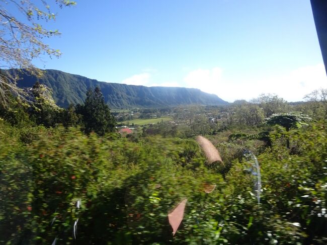 （車窓風景）固有のシダ類