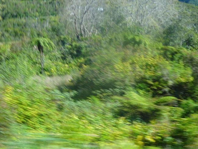 （車窓風景）固有のシダ類