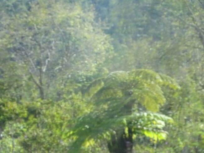 （車窓風景）固有のシダ類とプラタナスの木　コケも育つ。サイクロンでマダガスカルより種が運ばれてくる。そして、森になりました。ユーカリや杉の木もあります。