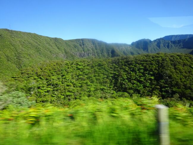 （車窓風景）固有のシダ類