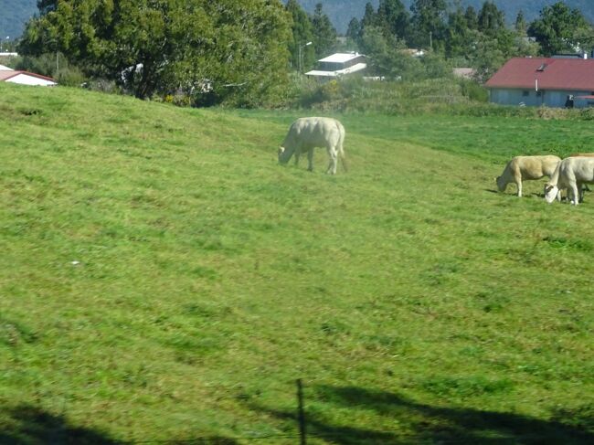 （車窓風景）１６００ｍでは牛の放牧