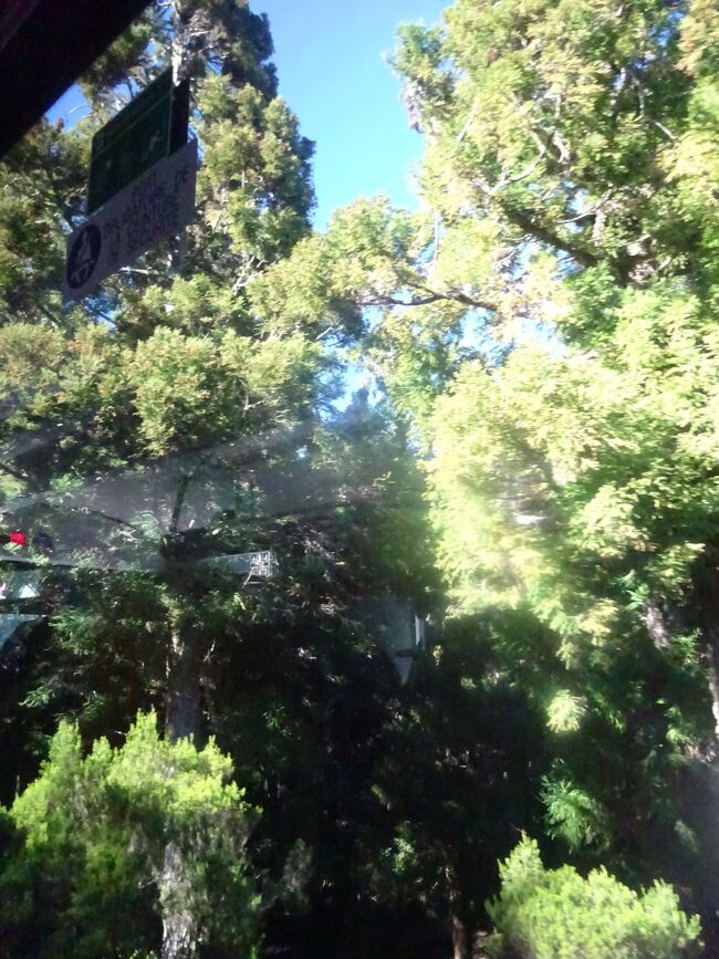 （車窓風景）杉の木（日本より植林。精油をとり、アロマなどに使う。）